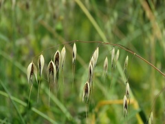 Avena sterilis