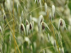 Avena sterilis