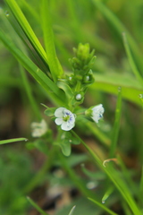 Veronica serpyllifolia serpyllifolia