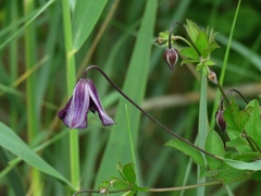 Clematis viticella