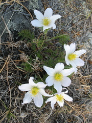 Pulsatilla tenuiloba