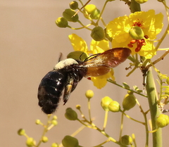 Xylocopa sonorina