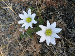 Pulsatilla tenuiloba