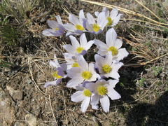 Pulsatilla tenuiloba