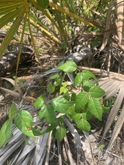 Toxicodendron radicans image