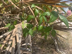 Toxicodendron radicans image