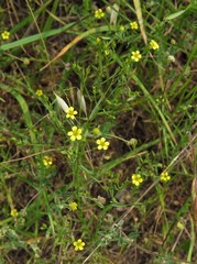Linum corymbulosum