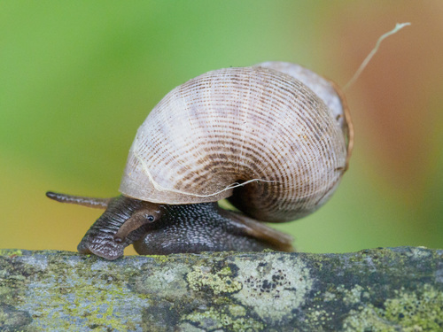 Round-mouthed Snail