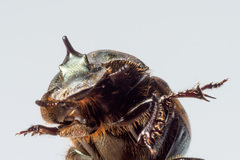 Onthophagus vacca