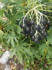 Fatsia
