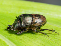 Onthophagus vacca