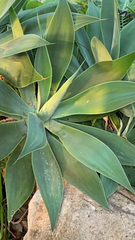 Agave attenuata