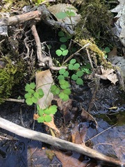 Thalictrum thalictroides