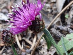 Centaurea limbata