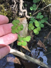 Thalictrum thalictroides