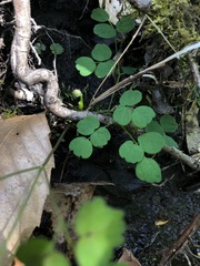 Thalictrum thalictroides