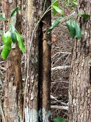 Sceloporus lundelli gaigeae