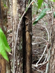Sceloporus lundelli gaigeae