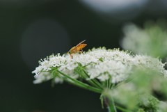 Silvius alpinus