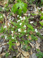 Phacelia fimbriata