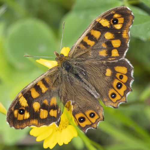 Margasis satyras nuotrauka