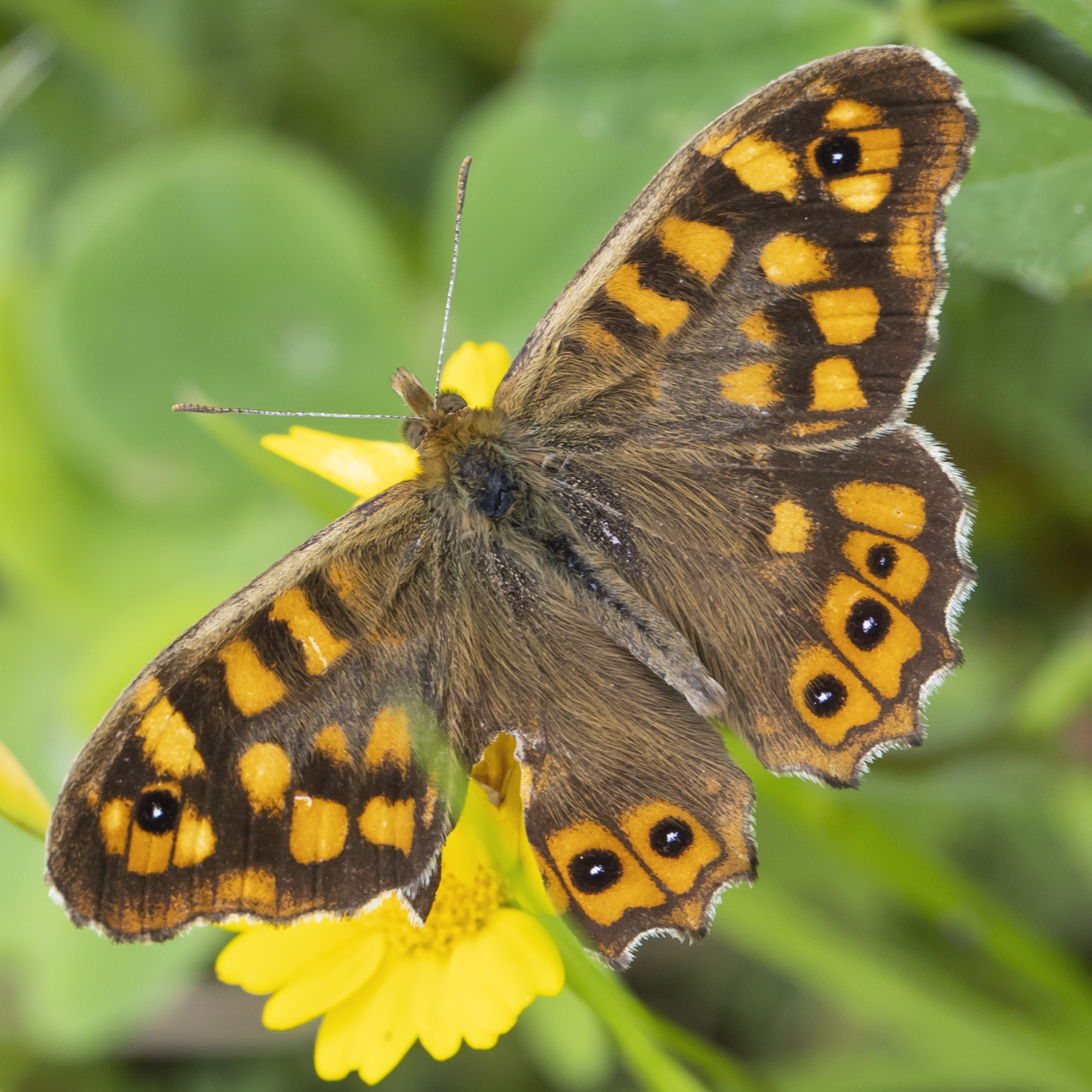 Margasis satyras