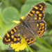 Speckled Wood - Photo (c) Avelino Vieira, some rights reserved (CC BY-NC), uploaded by Avelino Vieira