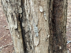 Sceloporus lundelli gaigeae