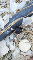 Steatoda paykulliana