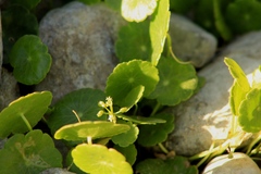 Hydrocotyle prolifera