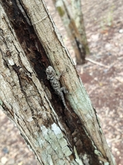 Sceloporus lundelli gaigeae
