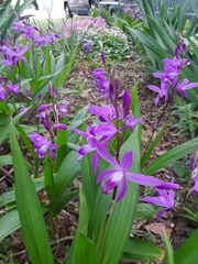 Bletilla
