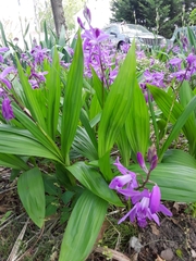 Bletilla