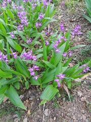 Bletilla