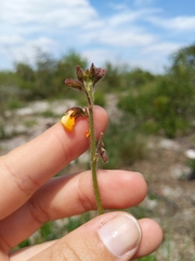 Chapmannia floridana