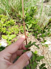 Chapmannia floridana