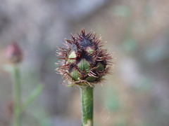 Centaurea limbata