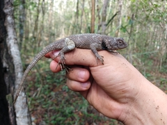 Sceloporus lundelli gaigeae