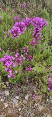 Thymus lotocephalus