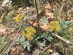 Cymopterus longipes