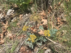 Cymopterus longipes