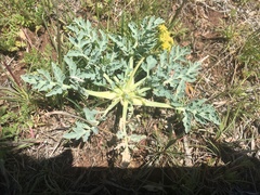 Cymopterus longipes