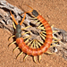 Giant Desert Centipede - Photo (c) gilaman, some rights reserved (CC BY)