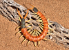 Giant Desert Centipede - Photo (c) gilaman, some rights reserved (CC BY)