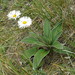 Celmisia verbascifolia verbascifolia - Photo (c) John Barkla, μερικά δικαιώματα διατηρούνται (CC BY), uploaded by John Barkla