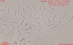 Psilachnum inquilinum