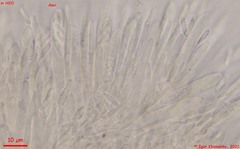 Psilachnum inquilinum