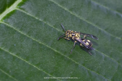 Ropalidia ornaticeps