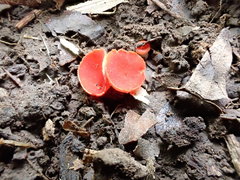 Sarcoscypha occidentalis