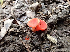 Sarcoscypha occidentalis